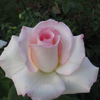 Timeline: TimelineAmerica