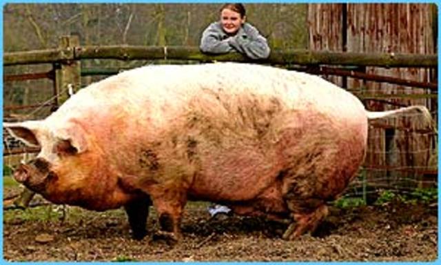 Jack tries to kill the pig