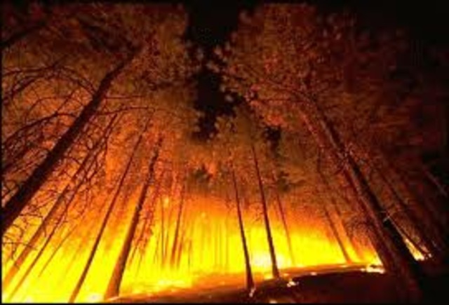 Forest fire