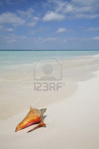 They find a conch.