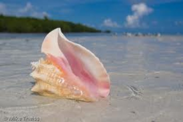Ralph and piggy finds the conch shell  (15)
