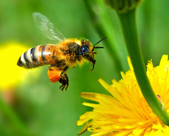 The first bees evolve