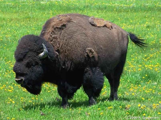 Land dominated by mammals