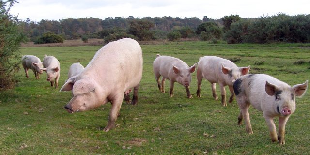 Pigs encourage the animals to work hard on the farm