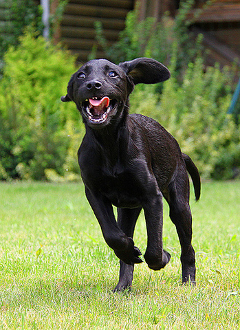 Snowball chased away by the dogs