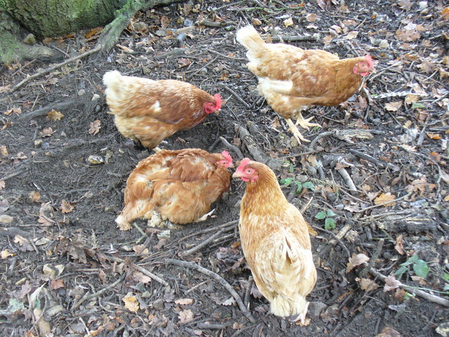 Hens starve to death, when they do not want to sell eggs