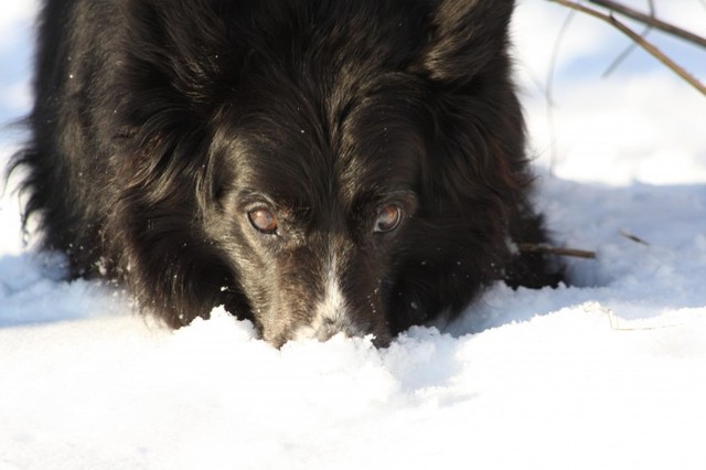 Dogs help Napoleon to search through the private belongings of the animals