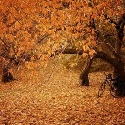 Timeline: Timeline Developmental Psychology