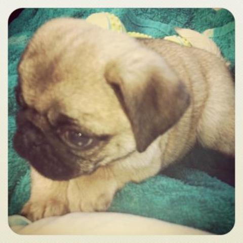 Picked up my new puppy Frank