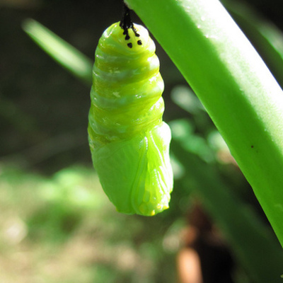 Timeline: Metamorphosis of a Monarch Caterpillar