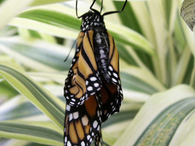 The Mature Butterly Emerges