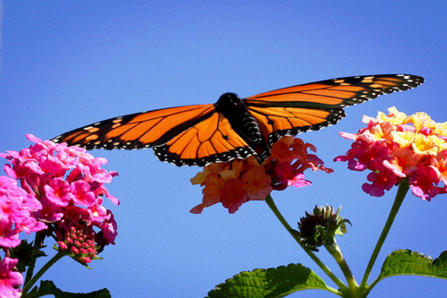 The Butterfly Leaves the Chrysalis