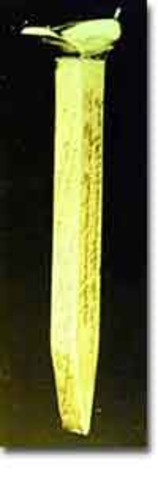 Transcontinental Railway 1869