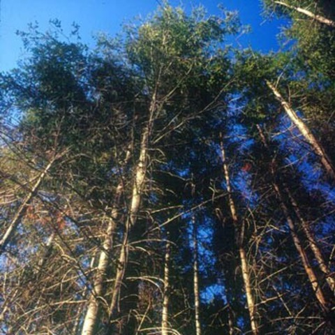 Πανεπιστημιακό Δάσος του Ταξιάρχη Χαλκιδικής (Αναβλήθηκε)