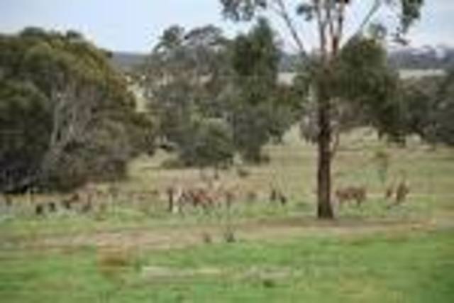 The Kelly Gang capture the Faithfull's Creek homestaed.