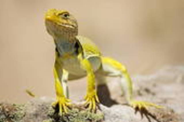Yellow Lizards
