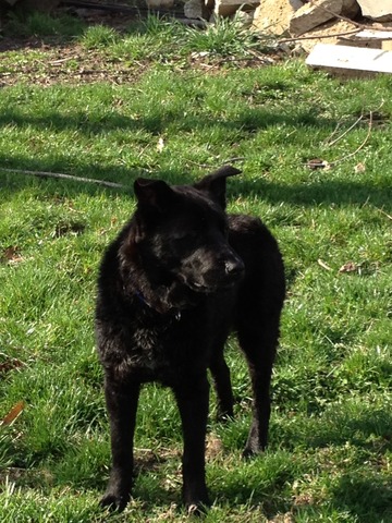 we got our dog Raj!!