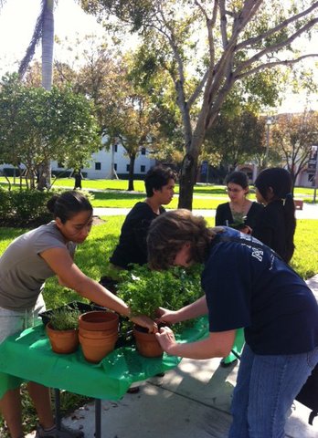 Earth Week: Window Herb Gardening