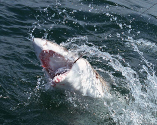 Talleres sobre Conservación de Tiburones