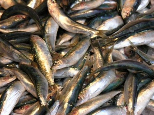 Seguridad alimentaria