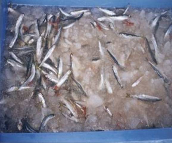 Calidad, sanidad e inocuidad