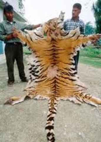 Lanzamiento Proyecto Tigre