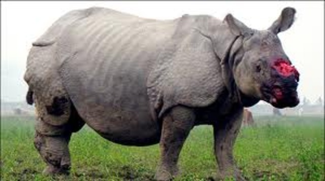Save the Rhino
