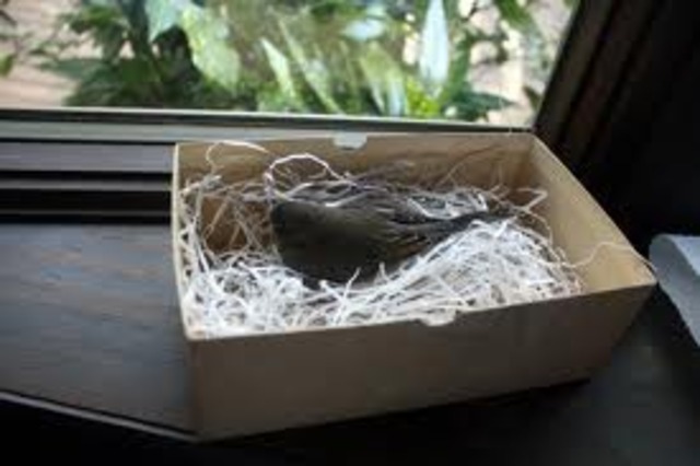 Doodle buries the scarlet ibis