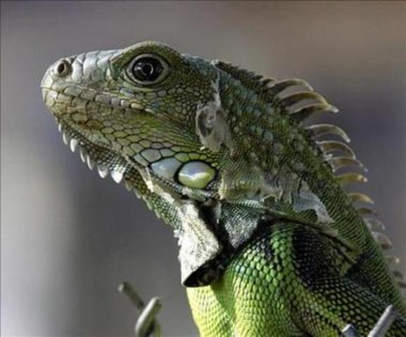 CITES entra en vigor