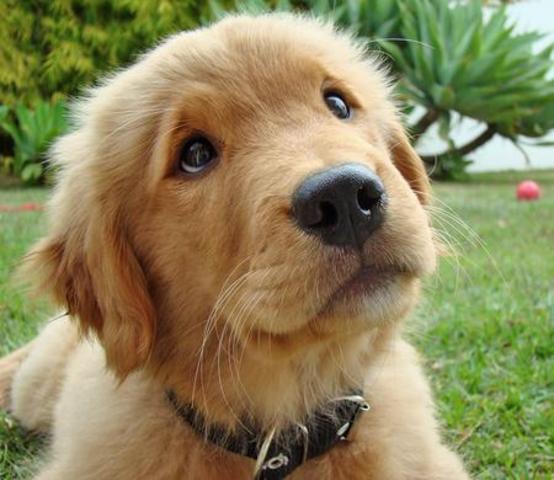 compre a mi golden retriever