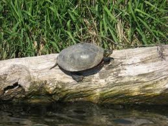 Camping at lake pajoa
