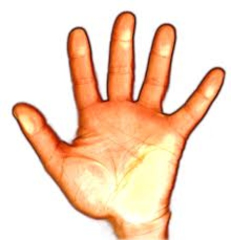 Los Dedos de las Manos