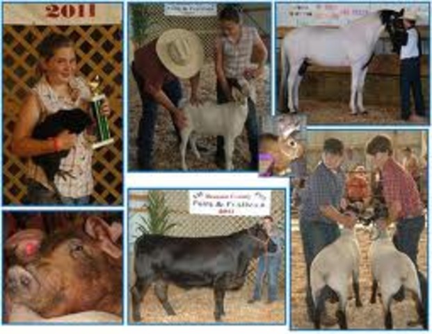 The First Livestock Contest