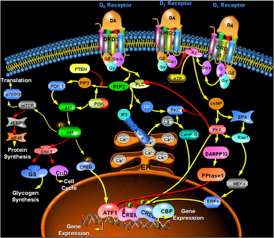 Polymorphic Nature of Red Cell Adenylate Cyclase