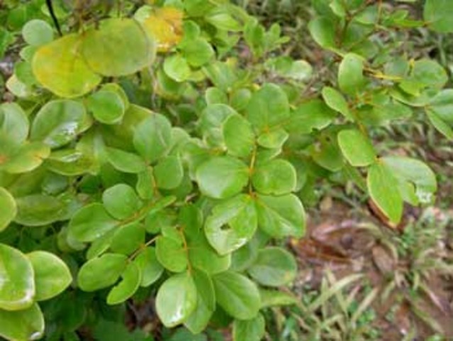 Guaiac (West Indian Shrub)