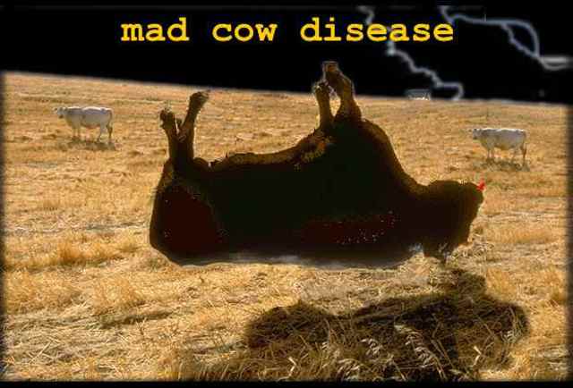 mad cow diseas!!!