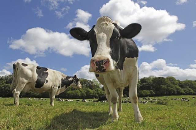 Mad Cow Disease alarms Europe