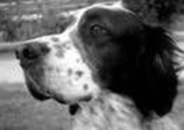 "Skeezers" en el Hospital Psiquiatrico Infantil