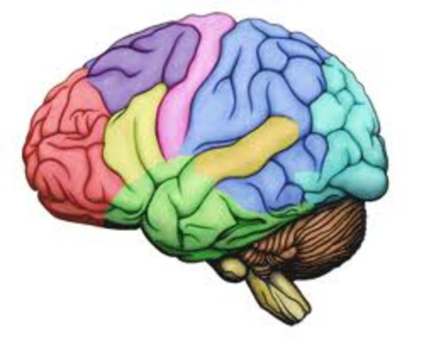 Late Adulthood: Biosocial