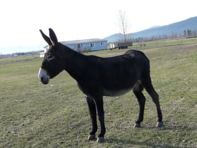 The Donkey Lie Detector