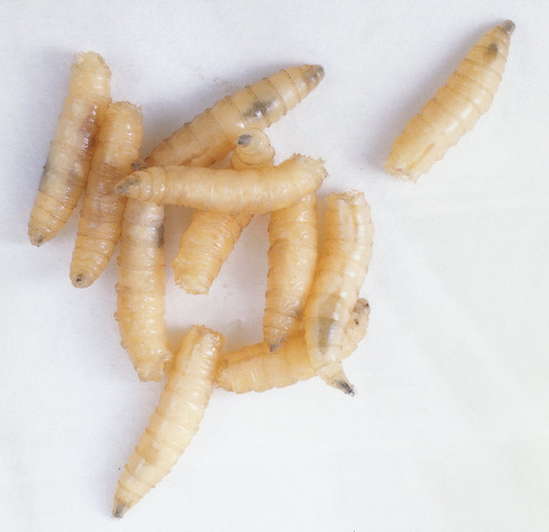 Blowfly Larvae