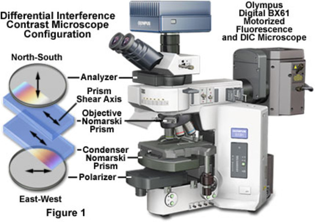 Interfence Contrast Microscope.