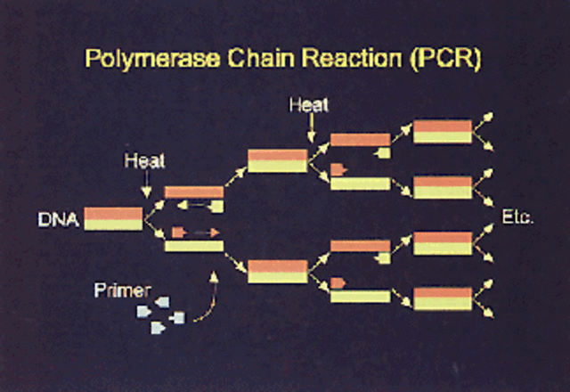 Polymerase Chain Reaction