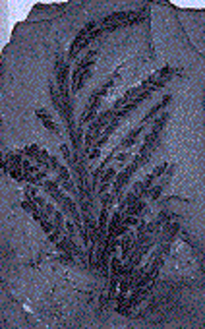 Devonian period: (408 million years ago)