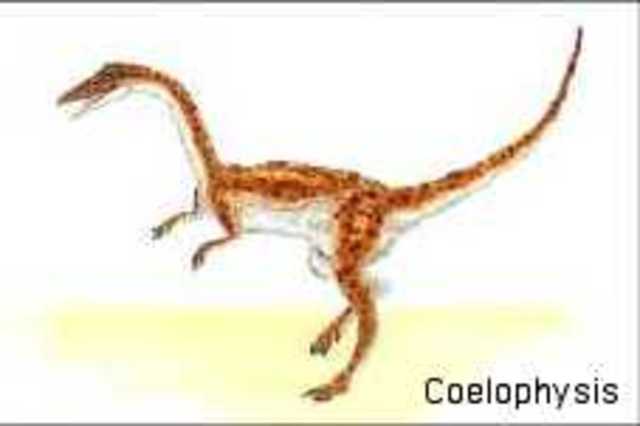 Triassic period: 245 million years ago