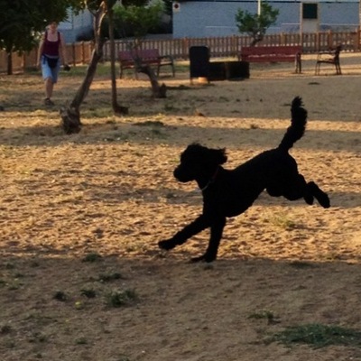 Timeline: TAA/AAA Antecedentes e Historia