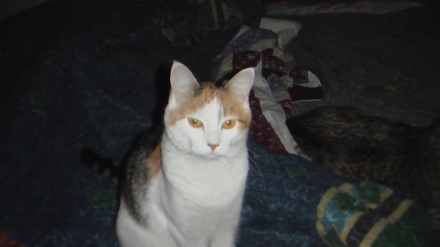 Got my cat, princess