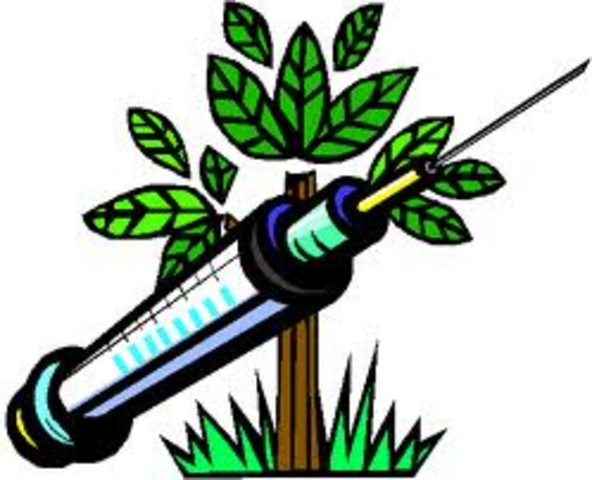 Vaccines in Plants