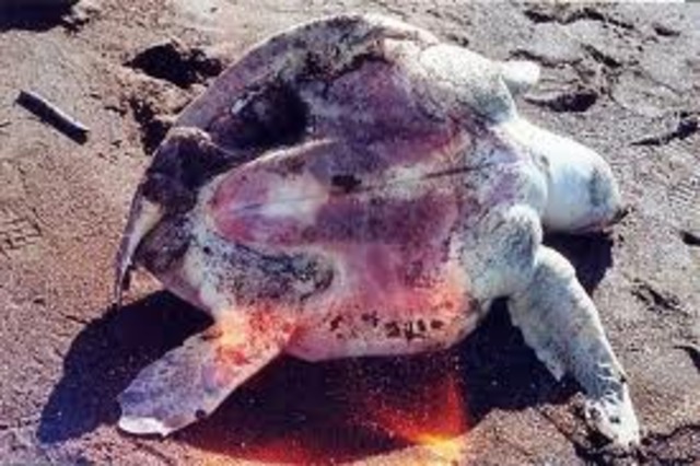 Creacion de dicision de fauna y vida silvestre