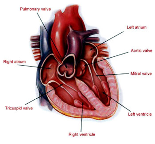 1st Heart Transplant